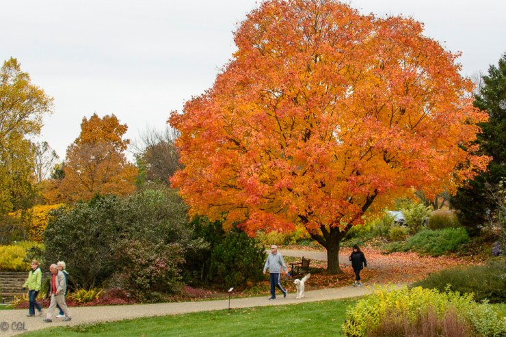 2015_10_22_Holden Arboretum_007