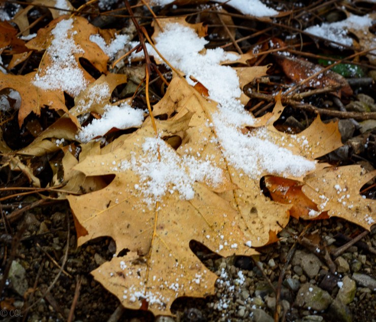 2015_12_31_Chagrin River Park_049