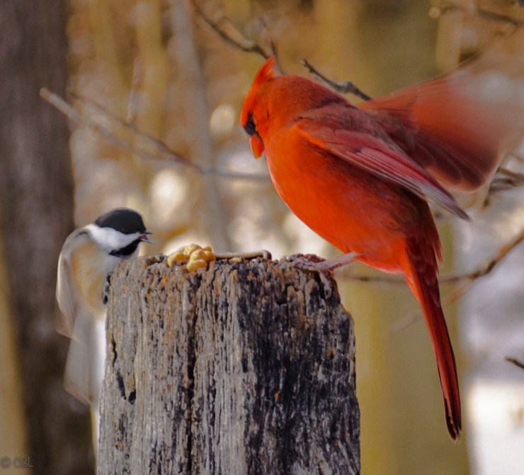 2016_01_13_Trailwalk_Chagrin River Park_0052