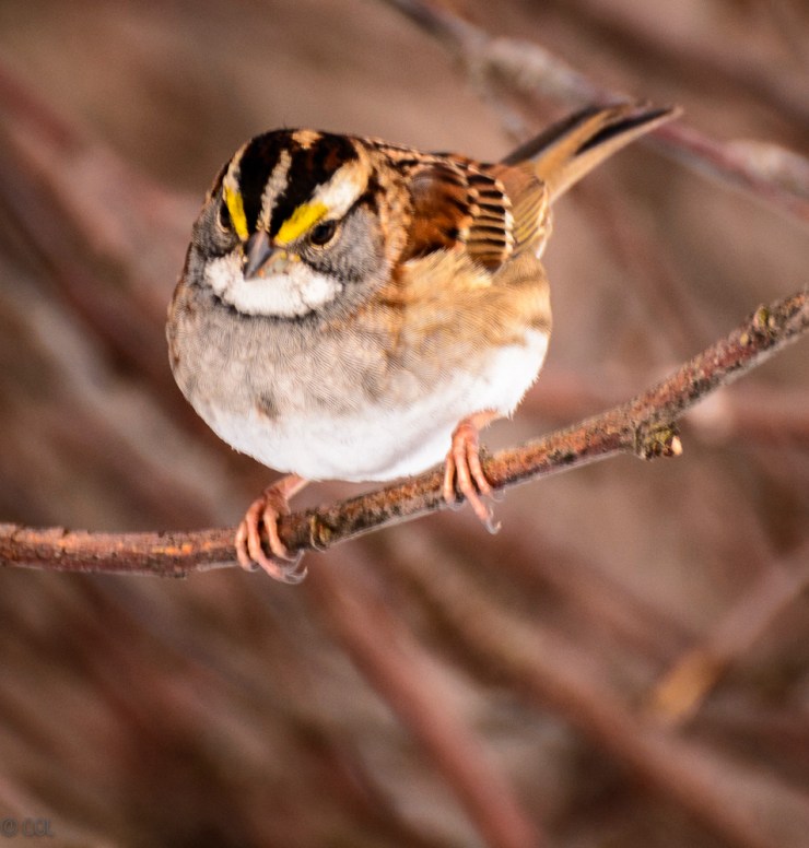 2016_01_14_Trailwalk_Chagrin River Park_0179