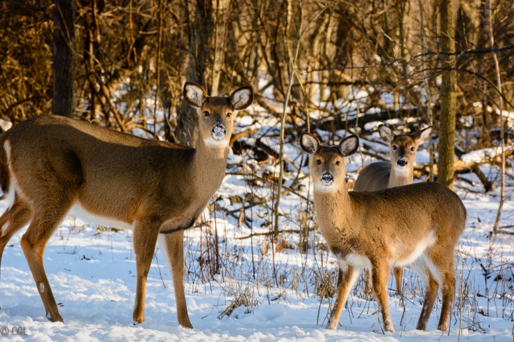 2016_01_23_Trailwalk_Chagrin River Park_0047