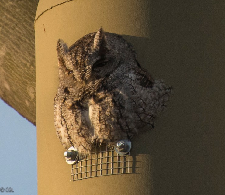 2016_02_01_Trailwalk_Chagrin River Park_0039