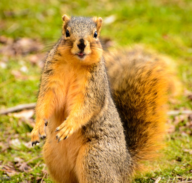 2016_02_03_Trailwalk_Chagrin River Park_0119