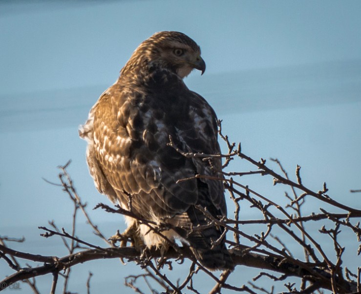 2016_02_05_Trailwalk_Chagrin River Park_0046