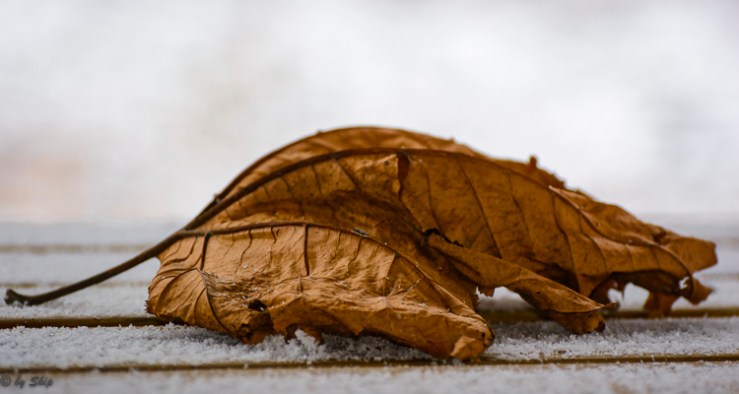 2016_02_09_Trailwalk_Chagrin River Park_0025