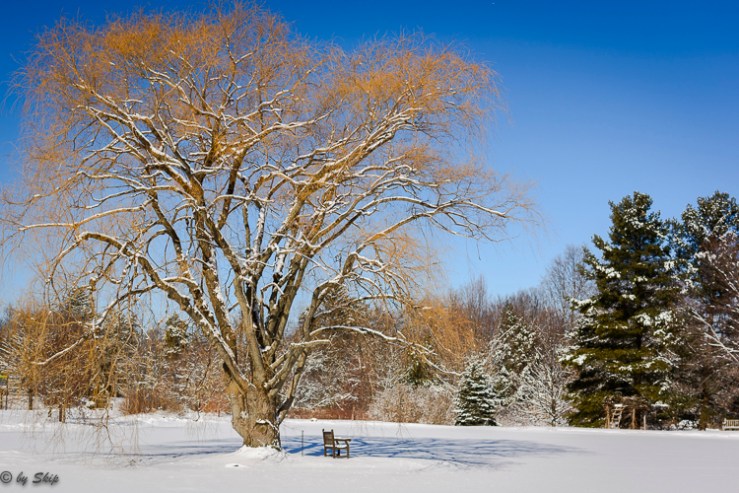 2016_02_18_Trailwalk_Holden Arboretum_0052
