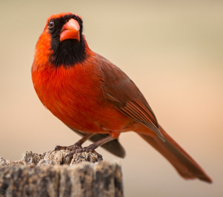 2016_03_24_Trailwalk_Chagrin River Park_0007