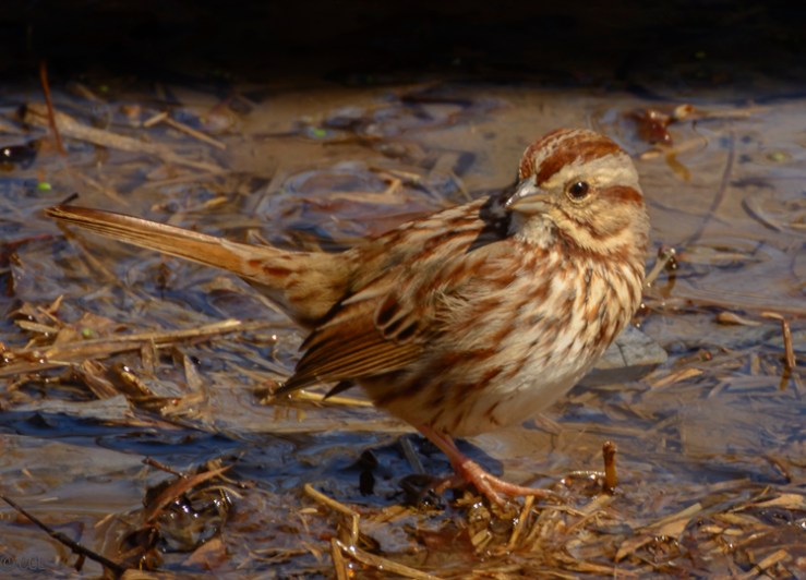 2016_03_29_Trailwalk_Chagrin River Park_0160