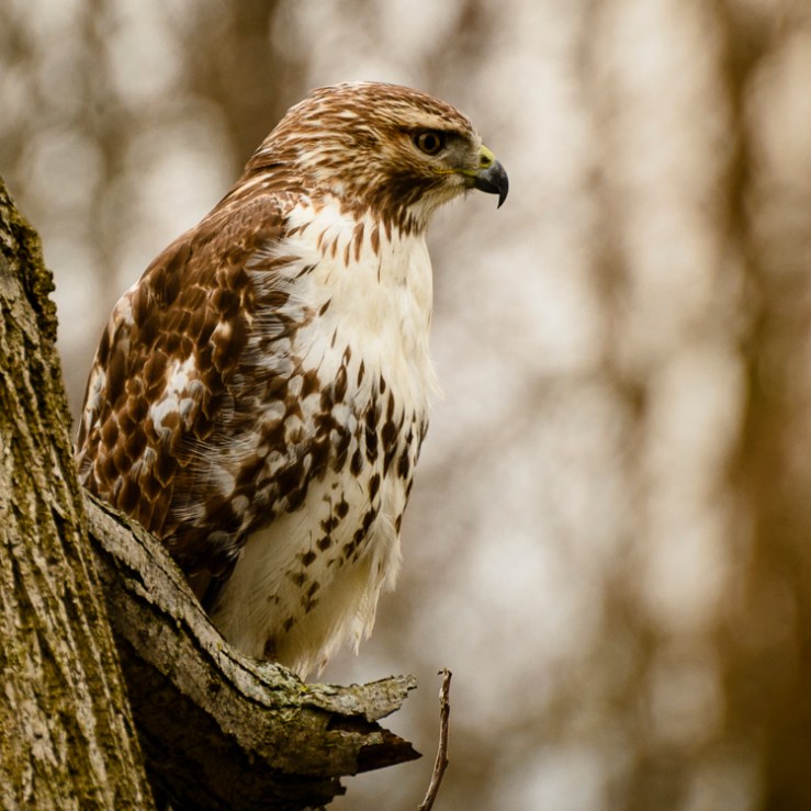 2016_04_01_Trailwalk_Chagrin River Park_0072