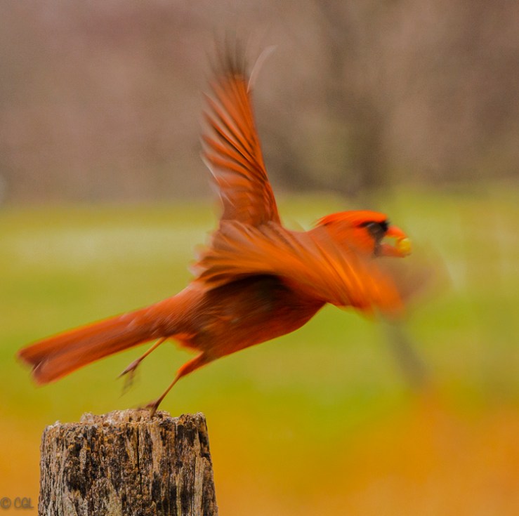2016_04_01_Trailwalk_Chagrin River Park_0239