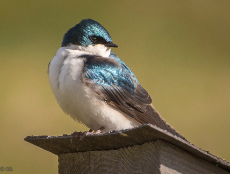 2016_04_02_Trailwalk_Chagrin River Park_0010