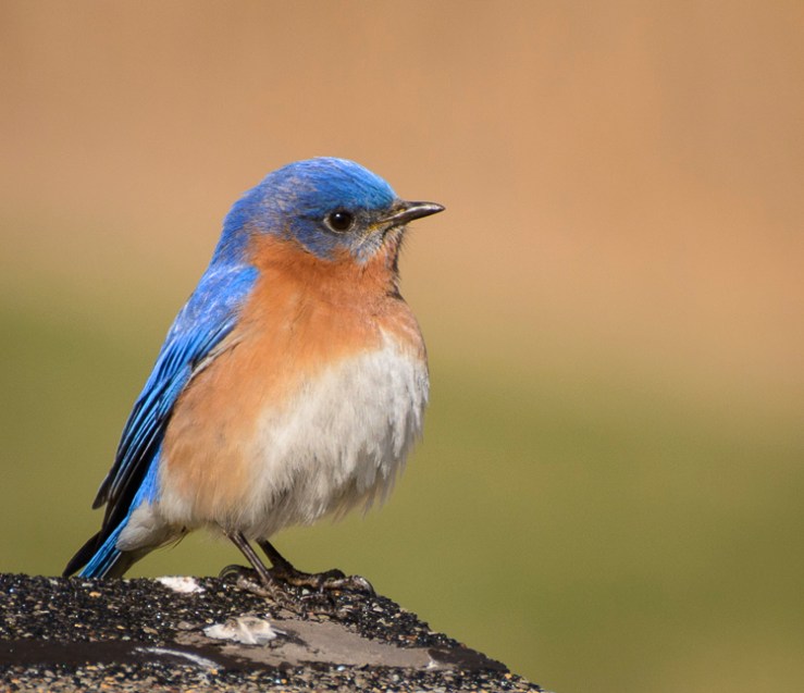 2016_04_05_Trailwalk_Chagrin River Park_0039