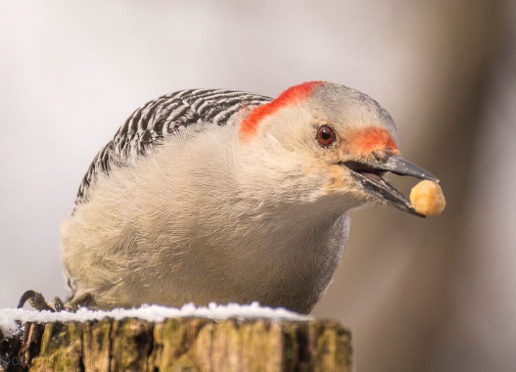 2016_04_08_Trailwalk_Chagrin River Park_0050