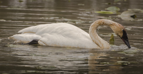 2016_04_10_Trailwalk_Oxbow Marsh_0092