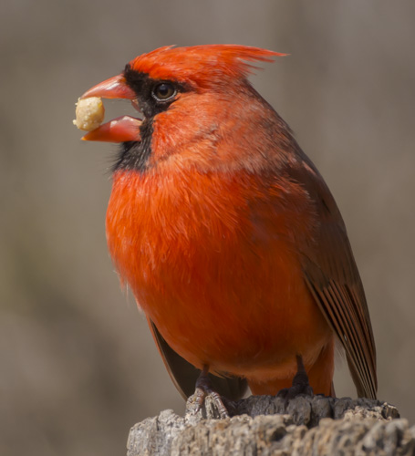 2016_04_12_Trailwalk_Chagrin River Park_0097
