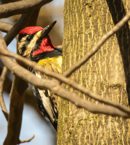 2016_04_12_Trailwalk_Chagrin River Park_0176