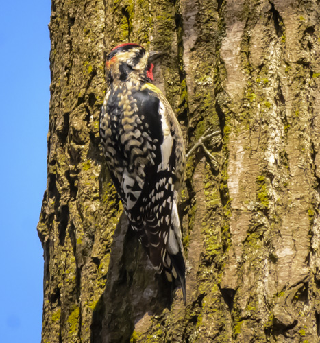 2016_04_12_Trailwalk_Chagrin River Park_0185