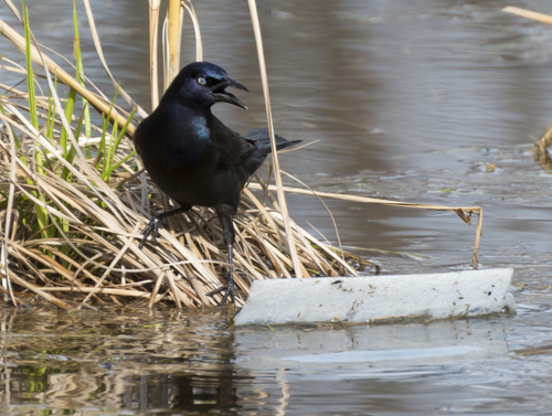 2016_04_13_Trailwalk_Chagrin River Park_0224