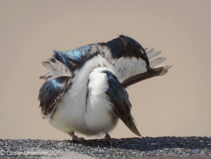 2016_04_20_Trailwalk_Chagrin River Park_0071
