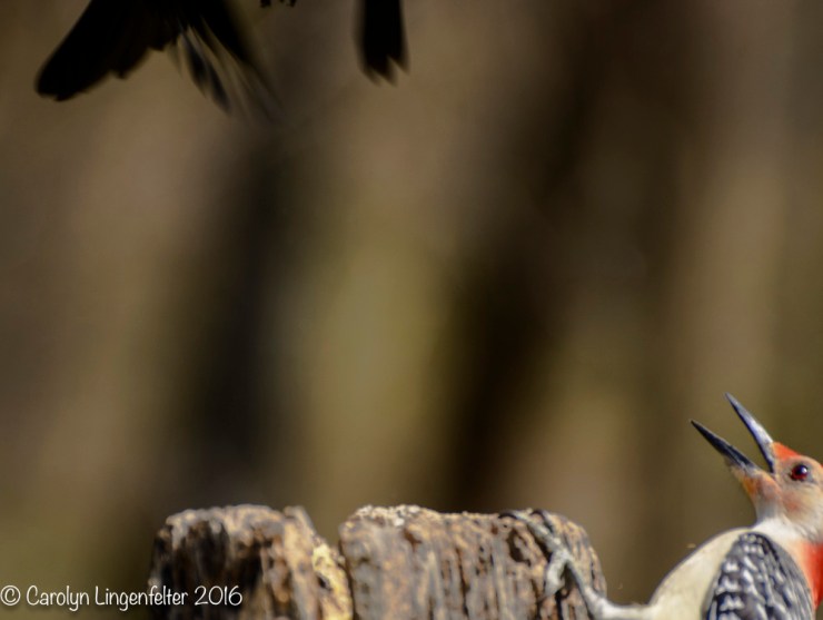 2016_04_20_Trailwalk_Chagrin River Park_0097