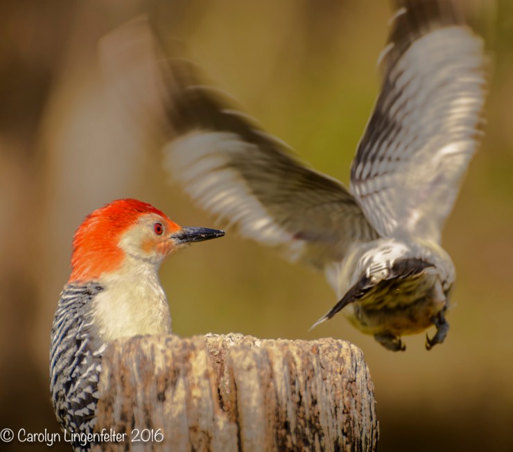 2016_04_24_Trailwalk_Chagrin River Park_0088