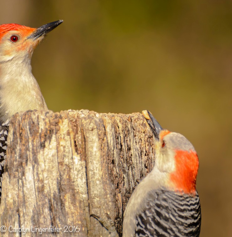 2016_04_24_Trailwalk_Chagrin River Park_0090