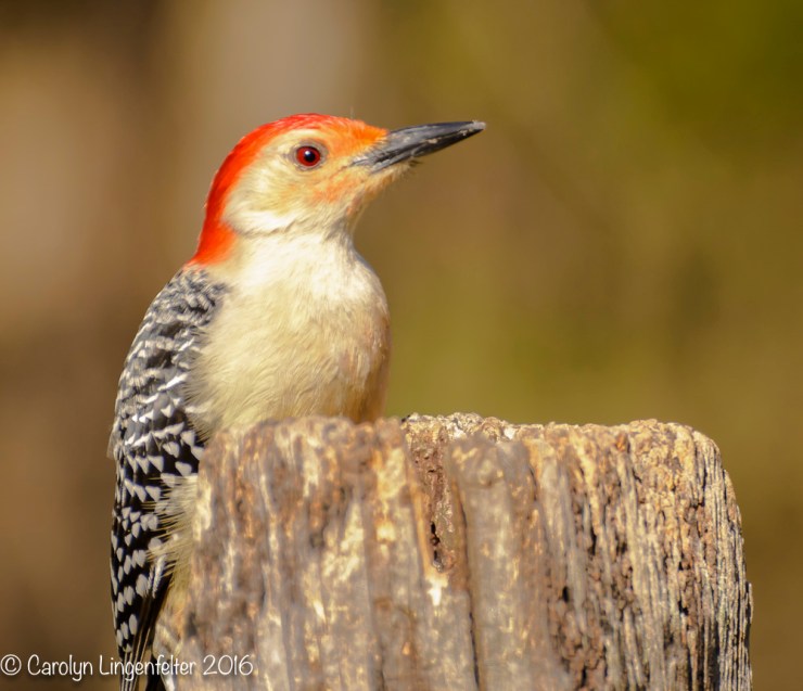 2016_04_24_Trailwalk_Chagrin River Park_0091