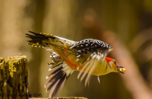 2016_05_03_Trailwalk_Chagrin River Park_0050