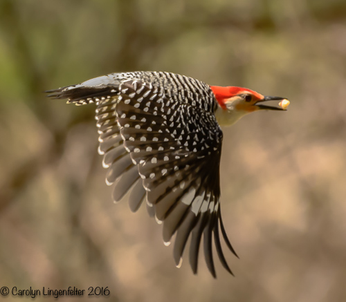 2016_05_03_Trailwalk_Chagrin River Park_0051