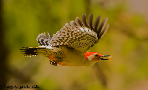 2016_05_03_Trailwalk_Chagrin River Park_0052