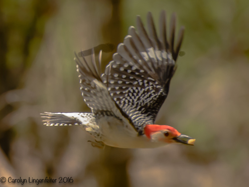 2016_05_03_Trailwalk_Chagrin River Park_0053