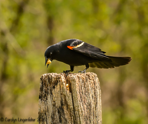 2016_05_04_Trailwalk_Chagrin River Park_0125