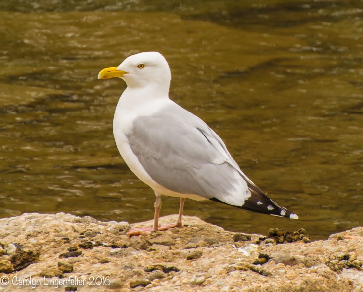 2016_05_09_Trailwalk_Chagrin River Park_0056