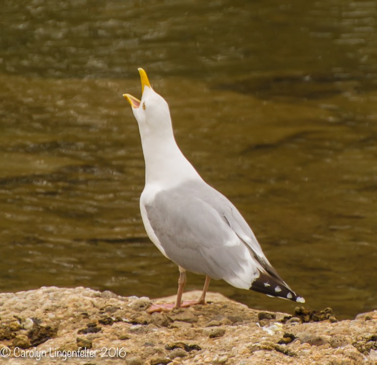 2016_05_09_Trailwalk_Chagrin River Park_0057