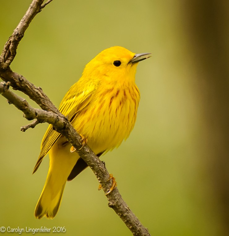 2016_05_11_Trailwalk_Chagrin River Park_0032