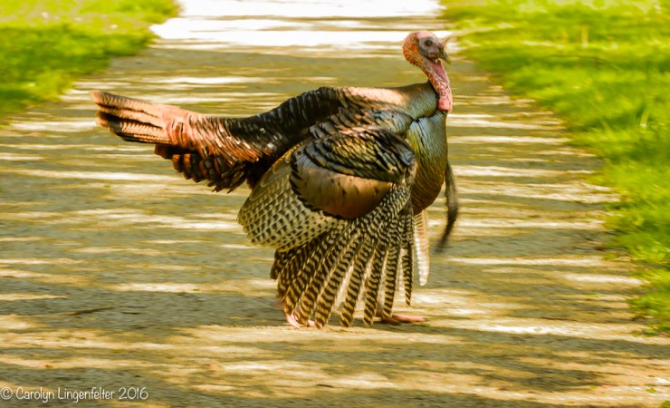 2016_05_13_back yard_Kitchen window blips_0112