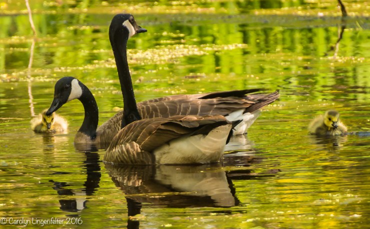 2016_05_16_Trailwalk_Chagrin River Park_0102