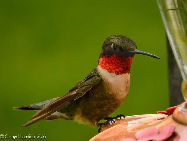 2016_05_20_backyard birding_Kitchen window blips_0102