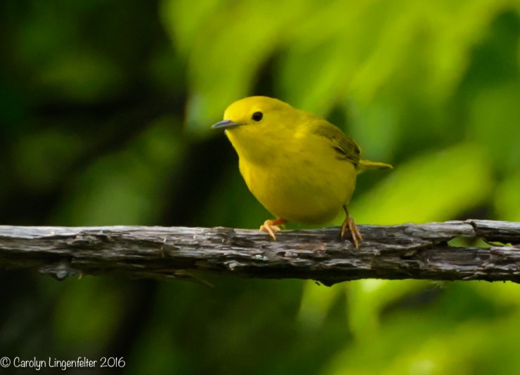 2016_05_20_backyard birding_Kitchen window blips_0173