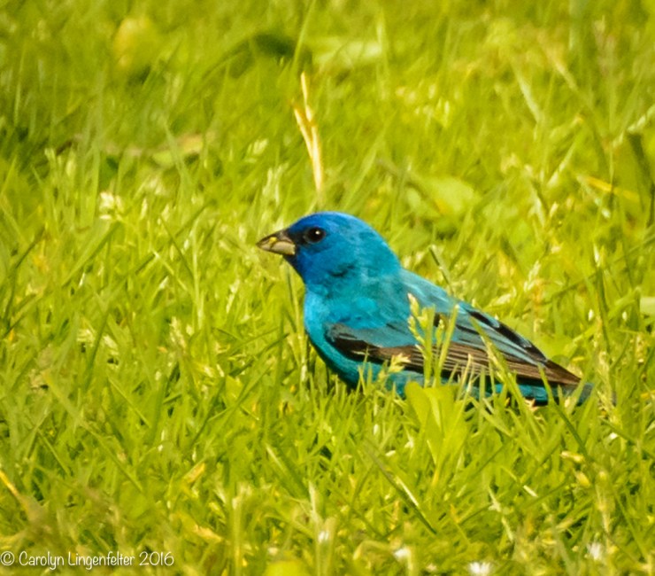 2016_05_20_backyard birding_Kitchen window blips_0198