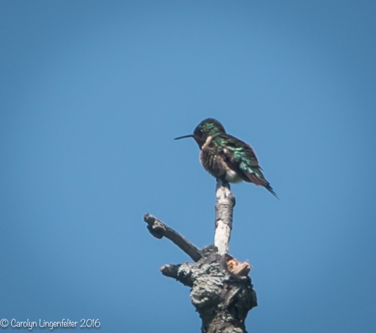 2016_05_23_Trailwalk_Chagrin River Park_0152