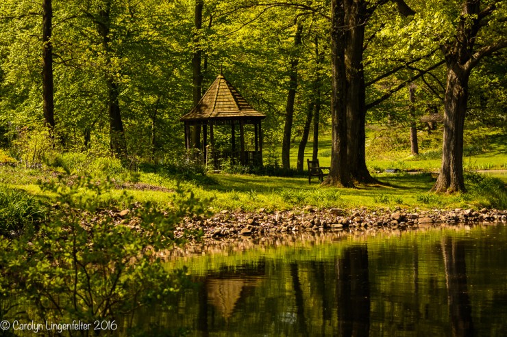 2016_05_24_Trailwalk_Holden Arboretum_0028