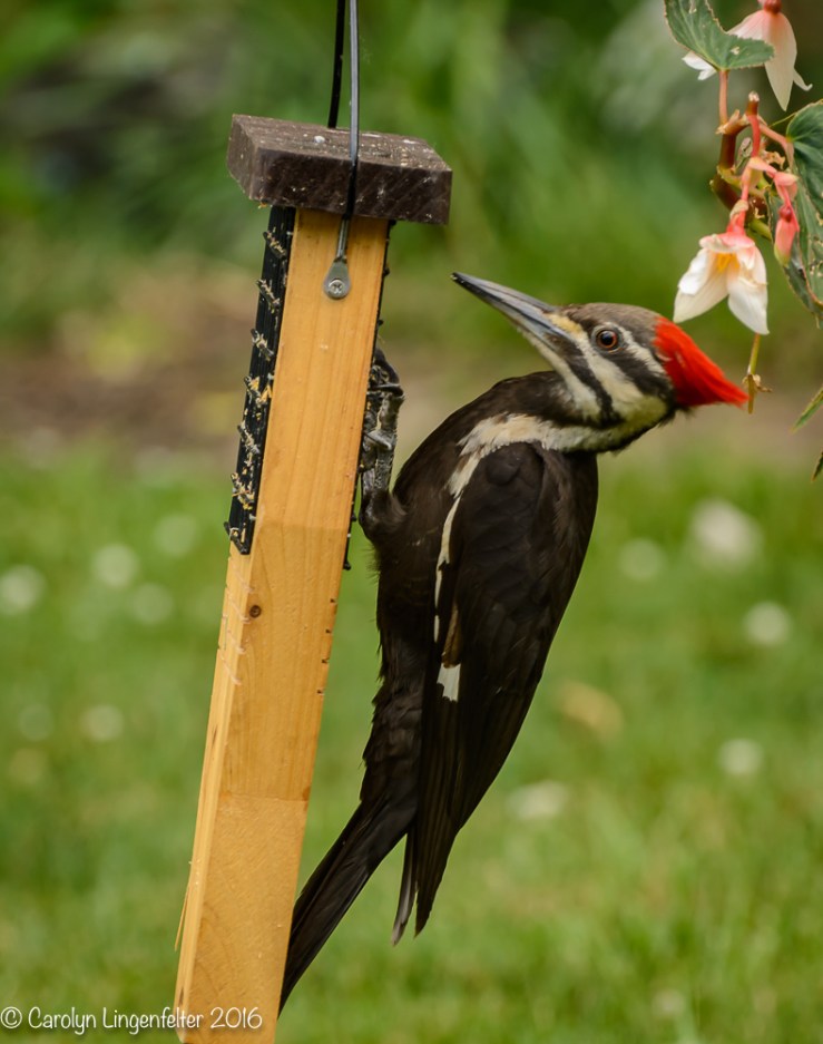 2016_06_15_backyard birding_back yard buffet_0085