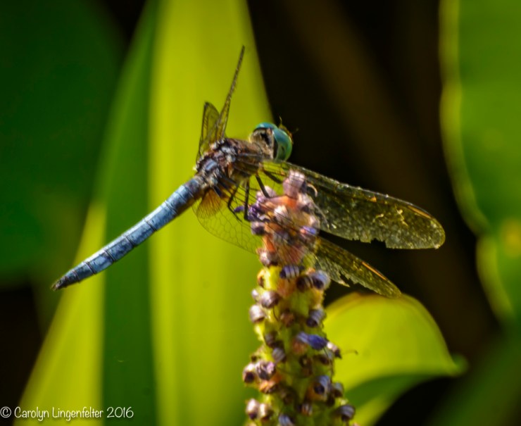 2016_07_12_Trailwalk_Penitentiary Glen_0107