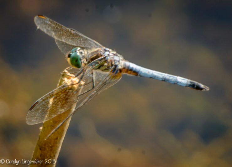 2016_07_12_Trailwalk_Penitentiary Glen_0166