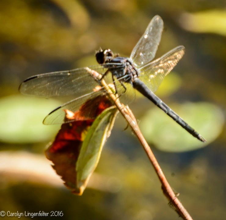 2016_07_12_Trailwalk_Penitentiary Glen_0167