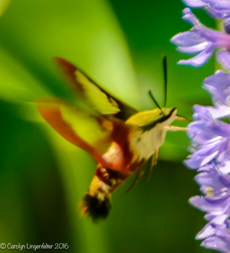 2016_07_12_Trailwalk_Penitentiary Glen_0191
