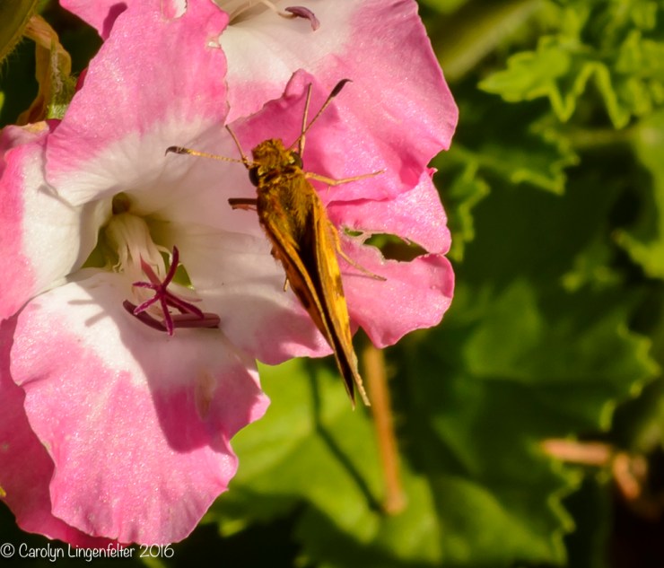2016_07_27_backyard birding_back yard buffet_0003