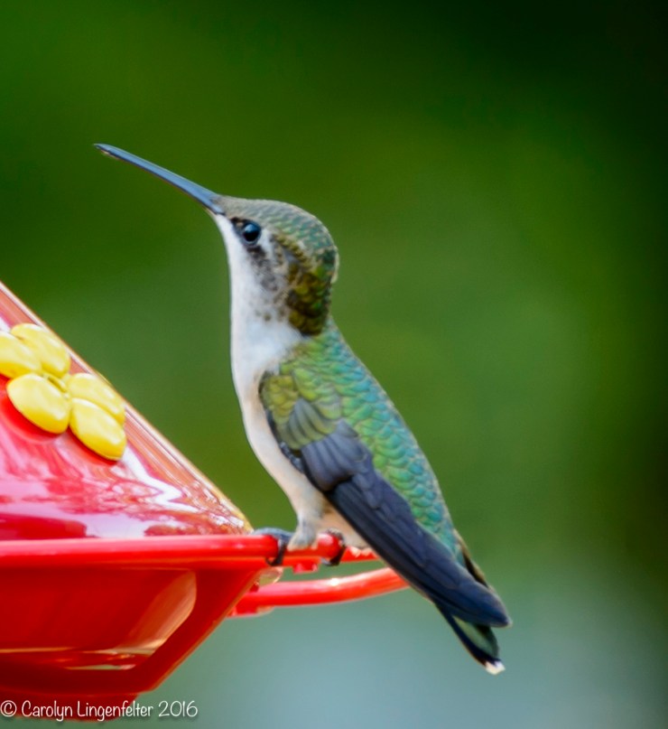 2016_07_27_backyard birding_back yard buffet_0153