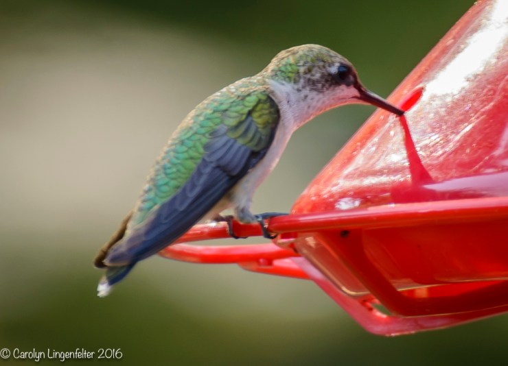 2016_07_27_backyard birding_back yard buffet_0166